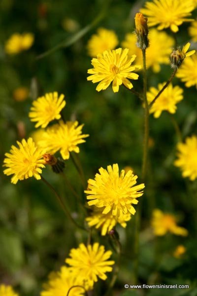 Flowers in Israel,Fleurs sauvages,Flores Silvestres,флора израиля,Wildblumen